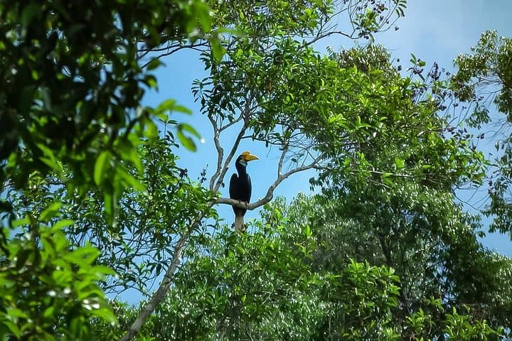 North Sumatra Wildlife & Volcano Circuit: Bukit Lawang, Sibayak & Lake Toba