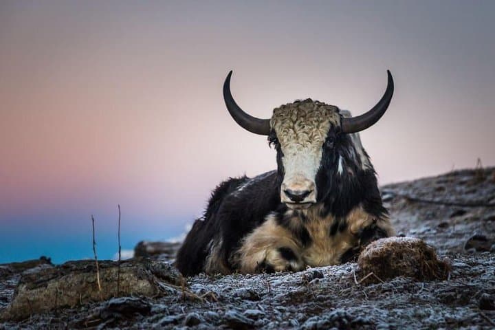 Khopra Danda Trek: Khopra Ridge, Khayer Lake & Annapurna Sunrise Views photo 5