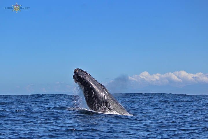 Bahia de Banderas Whale Watching Expedition — Puerto Vallarta Winter Migration Cruise photo 3