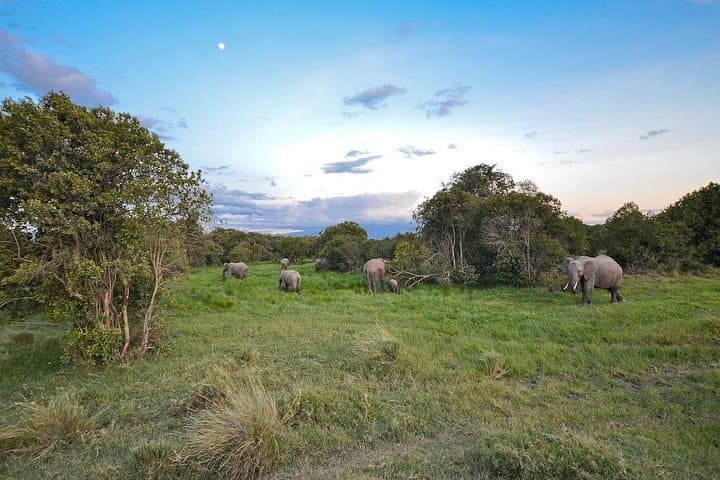 4-Day Ol Pejeta and Samburu Safari: Rhinos, Chimp Sanctuary & Big Five Game Drives photo 4