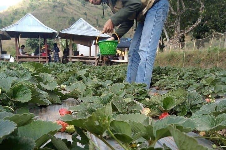 Sembalun Day Tour: Rinjani Views, Bukit Selong Rice Terraces & Strawberry Gardens photo 3