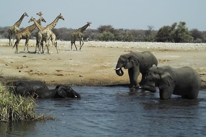 4-Day Etosha National Park Safari — Waterhole Game Drives & Wildlife Viewing photo 3