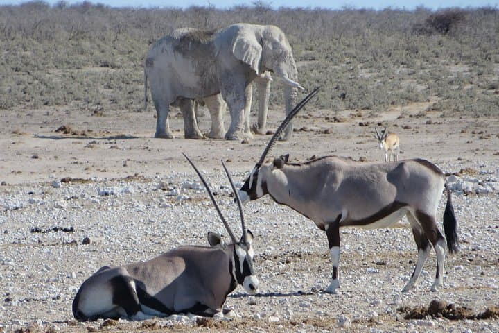 4-Day Etosha National Park Safari — Waterhole Game Drives & Wildlife Viewing photo 4