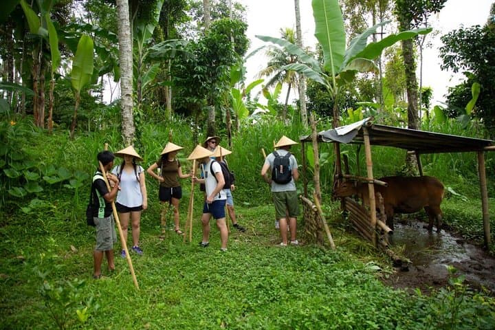 Balinese Village Immersion: Ubud Day Trip with Foraging, Temple & Cooking photo 3