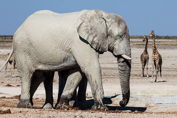 3-Day Etosha Wildlife Safari: Lodging, Game Drives & Waterhole Views photo 3