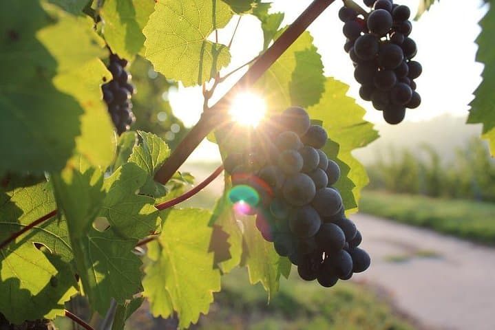 Private Ston and Peljesac Wine Tasting Day Trip from Dubrovnik photo 3