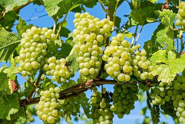 Private Ston and Peljesac Wine Tasting Day Trip from Dubrovnik photo 4
