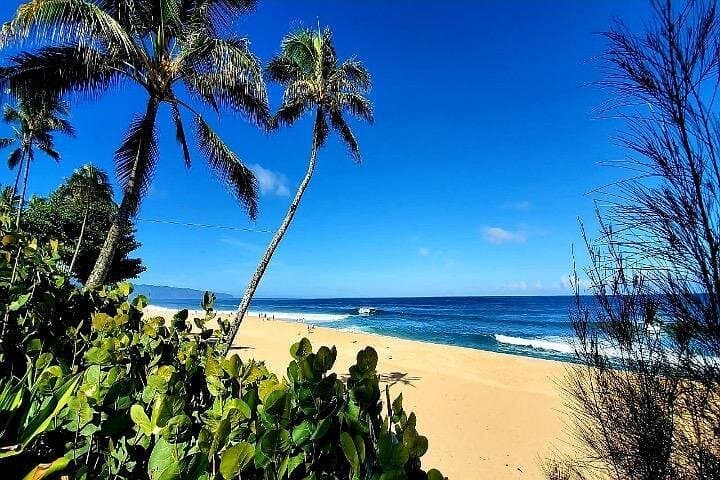 North Shore Paddle & Snorkel: Kevo's Beach Bus Full-Day Adventure from Waikiki photo 4