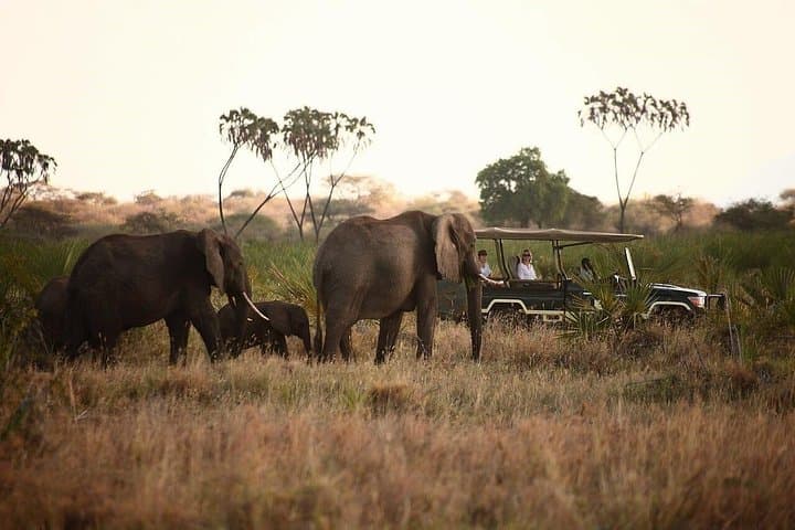 Elewana Luxury Safari: 11-Day Loisaba, Maasai Mara & Diani Beach Escape photo 3