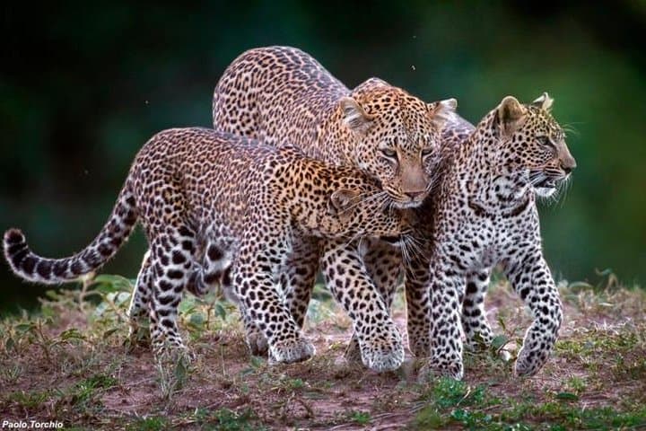 Elewana Luxury Safari: 11-Day Loisaba, Maasai Mara & Diani Beach Escape photo 4
