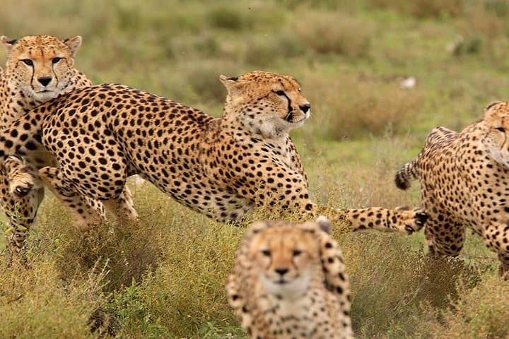 Elewana Luxury Safari: 11-Day Loisaba, Maasai Mara & Diani Beach Escape photo 6