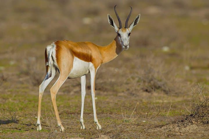 3-Day Etosha Wildlife Safari: Lodging, Game Drives & Waterhole Views photo 1
