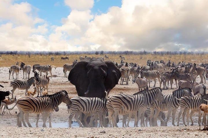 3-Day Etosha Wildlife Safari: Lodging, Game Drives & Waterhole Views photo 2