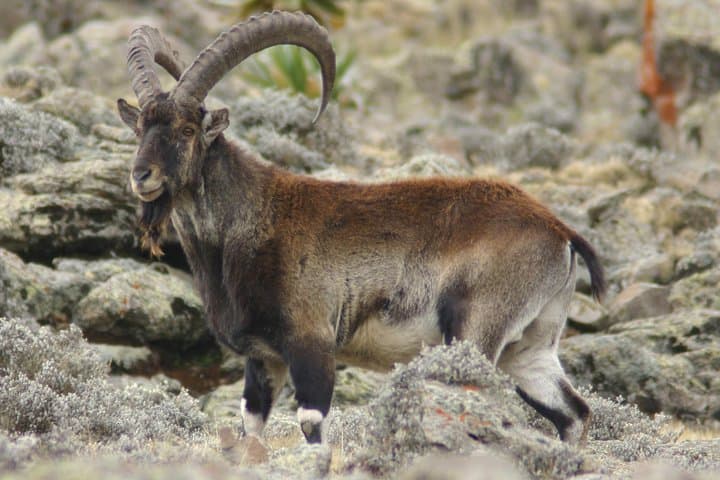7-Day Simien Mountains Trek: Gondar to Mulit High-Altitude Adventure photo 4