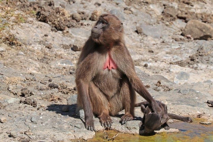 3-Day Simien Mountains Trek: Sankabar, Geech & Imet Gogo Views photo 4