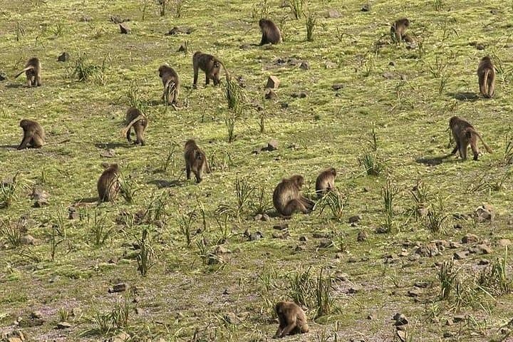 2-Day Simien Mountains Trek: Sankaber & Jinbahir Waterfall Trek photo 6