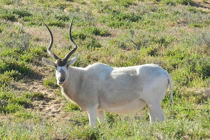 Souss-Massa 4x4 Wildlife Discovery from Agadir — Private Full-Day Tour