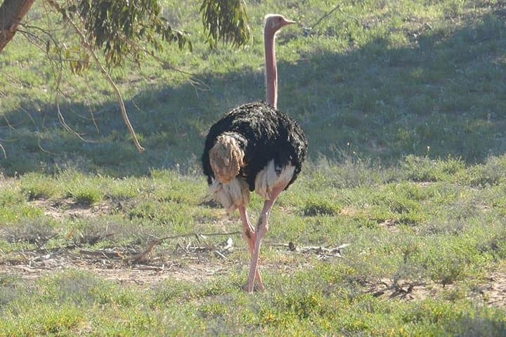 Souss-Massa 4x4 Wildlife Discovery from Agadir — Private Full-Day Tour photo 2
