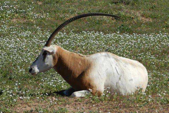 Souss-Massa 4x4 Wildlife Discovery from Agadir — Private Full-Day Tour photo 3