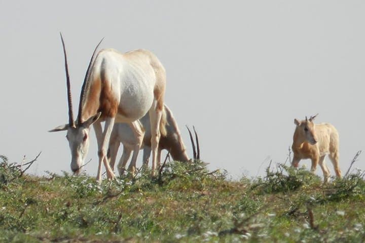Souss-Massa 4x4 Wildlife Discovery from Agadir — Private Full-Day Tour photo 4
