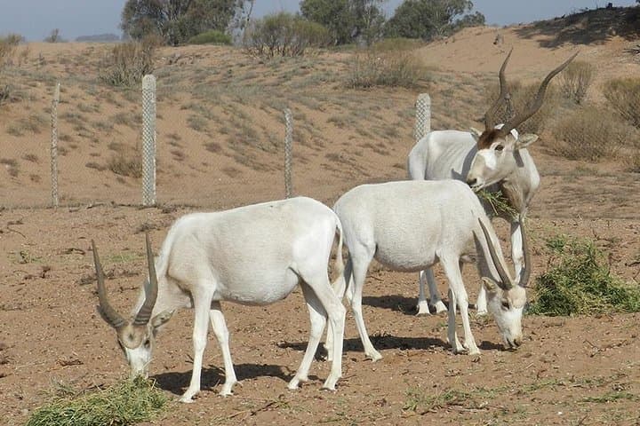 Souss-Massa 4x4 Wildlife Discovery from Agadir — Private Full-Day Tour photo 5