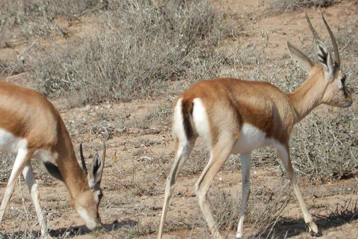 Souss-Massa 4x4 Wildlife Discovery from Agadir — Private Full-Day Tour photo 6