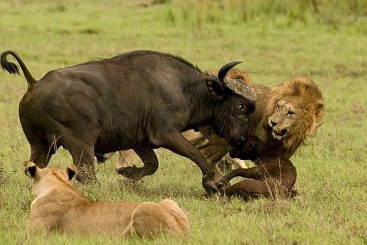 Arusha National Park Day Safari — Walking Safaris, Momela Lakes & Ngurdoto Crater