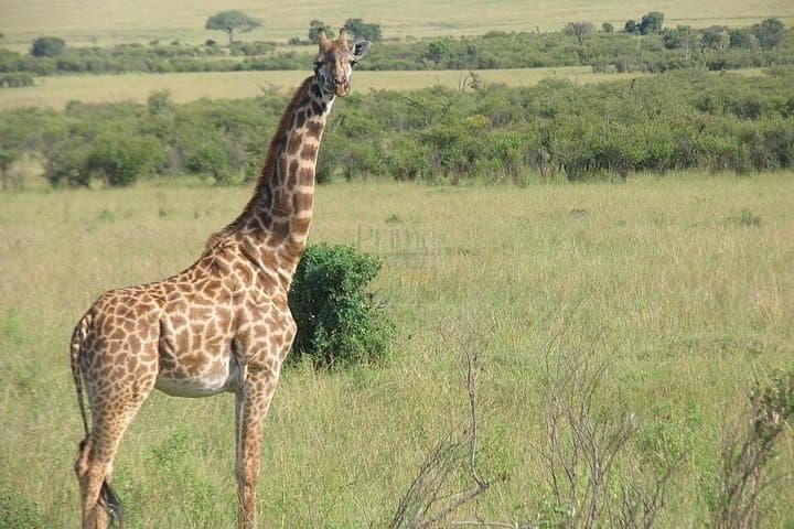 Tarangire Day Safari — Home of Elephants and Baobabs