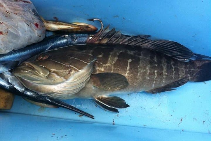 Half-Day Mediterranean Fishing Trip from Side — Transfer Included photo 2