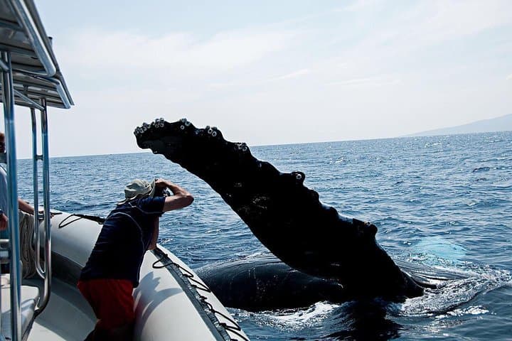Small-Group Whale Watching Raft Tour from Lahaina — Maui Humpback Encounters photo 3
