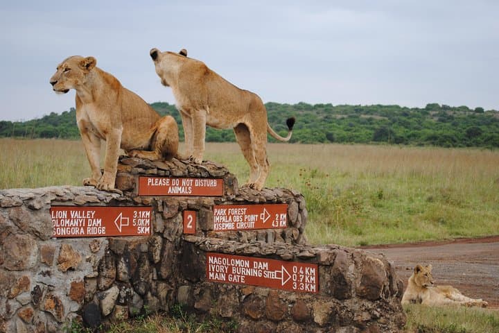 Nairobi National Park Half Day Safari: A Unique Wildlife Experience on the Edge of a City