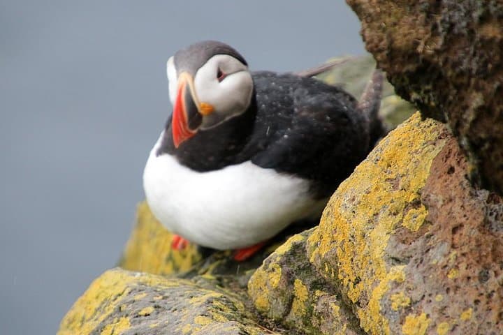 Around Iceland in 13 Days: Ring Road, Westfjords & Glacier Lagoons