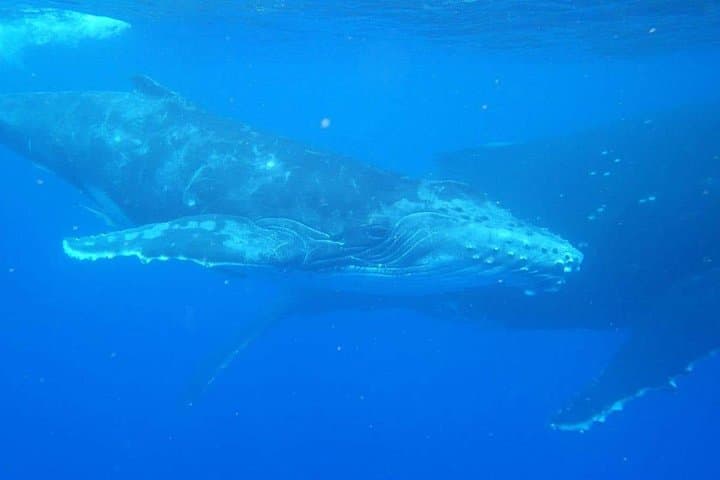 Tahiti Humpback Whale Watching and Swim Adventure photo 3
