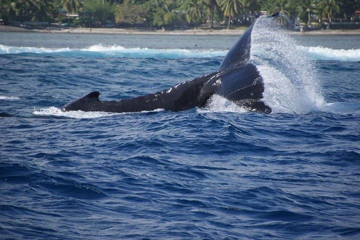 Tahiti Humpback Whale Watching and Swim Adventure photo 4