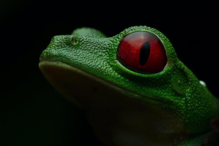Manuel Antonio Herping Night Tour: Reptiles & Amphibians photo 2