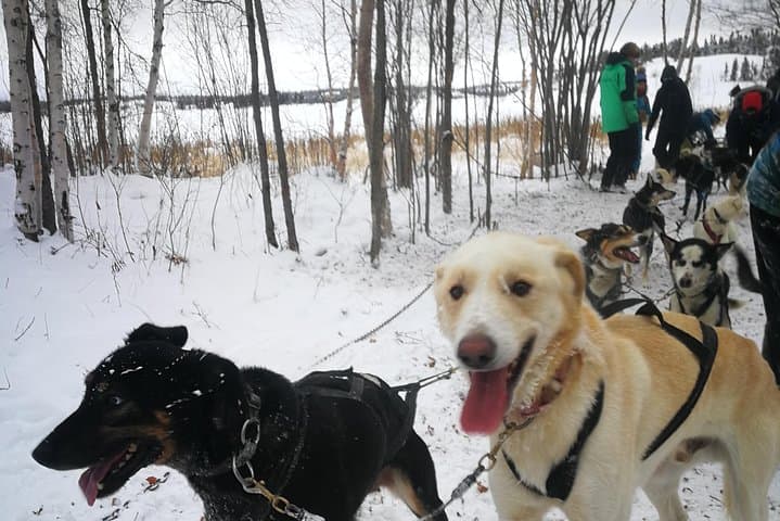 Yellowknife Dog Sledding: Indigenous-Led Winter Sled Tours with Bannock & Tea