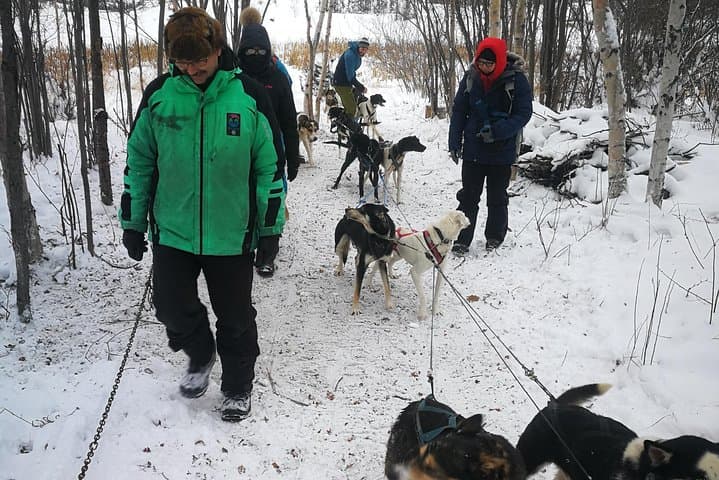 Yellowknife Dog Sledding: Indigenous-Led Winter Sled Tours with Bannock & Tea photo 3