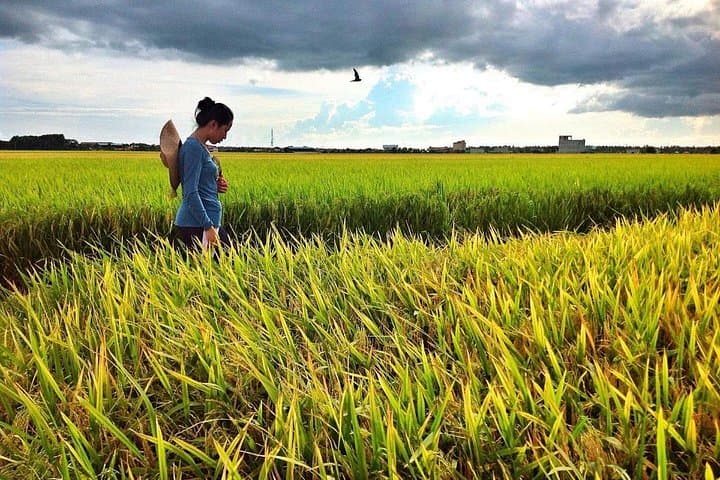 Sekinchan Paddy Fields & Bagan Fishing Village Day Tour from Kuala Lumpur photo 4