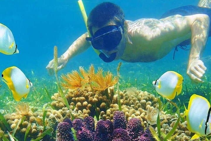 Half-Day Snorkel to Hon Mun: Nha Trang Bay Marine Life & Onboard Lunch photo 2