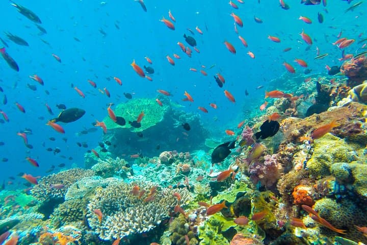 Half-Day Snorkel to Hon Mun: Nha Trang Bay Marine Life & Onboard Lunch photo 4