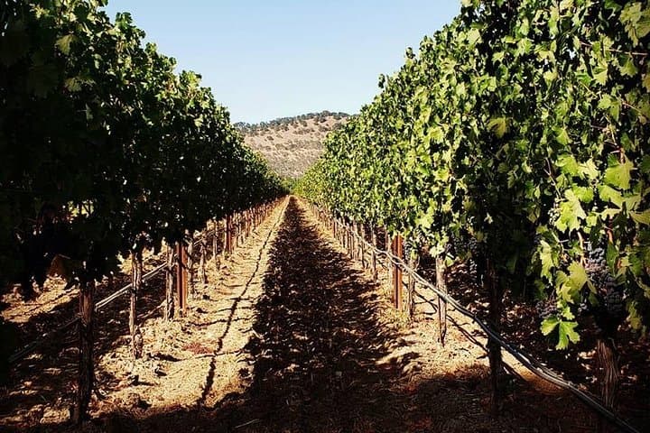 Luxury Napa Wine Tasting Tour — 6-Hour Private Route Planning in a Luxury Vehicle photo 2
