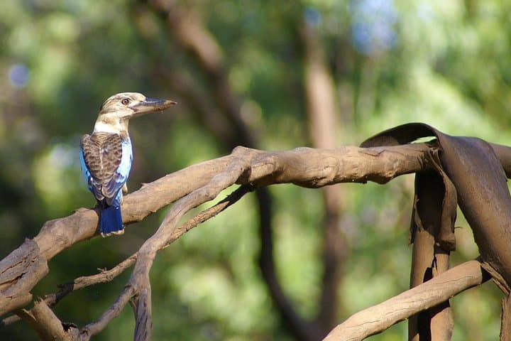 Ord River Cruise with Riverside Lunch — Kununurra to Lake Argyle photo 5