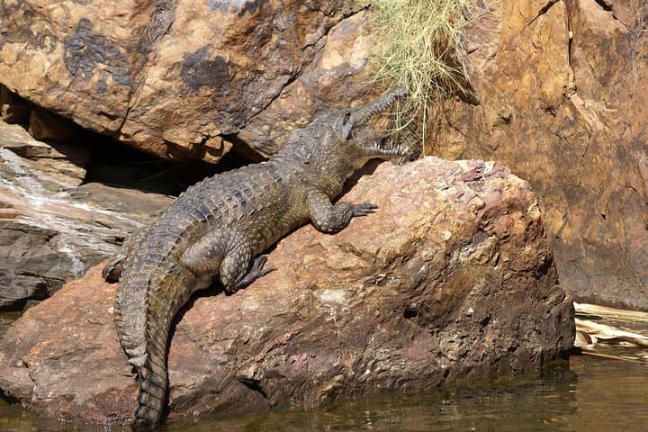 Ord River Explorer Cruise at Sunset — Kununurra’s 110km River Journey photo 6