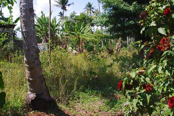 Zanzibar Spice Tour and Local Cooking Class — Hands-On Spice Island Cuisine photo 2