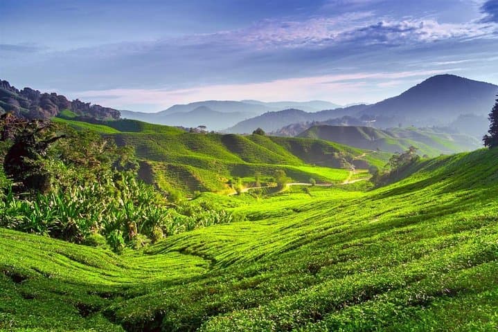 Exploring Cameron Highlands: Full-Day Markets, Tea Plantations & Waterfalls