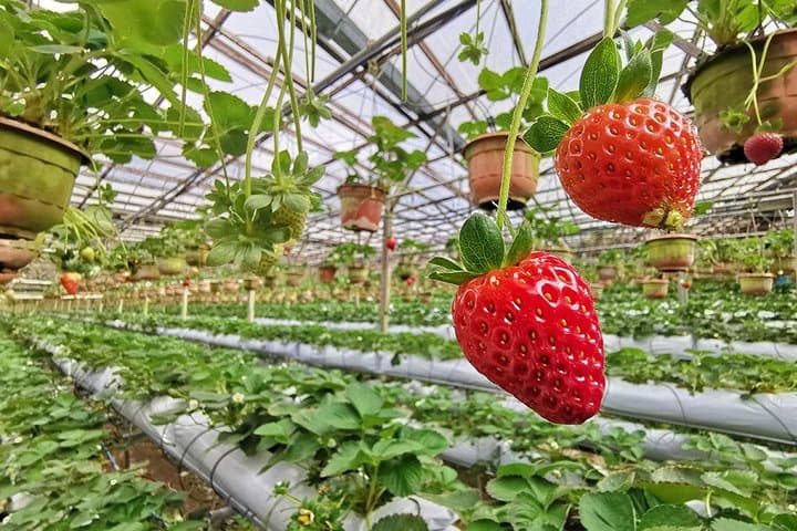 Exploring Cameron Highlands: Full-Day Markets, Tea Plantations & Waterfalls photo 3