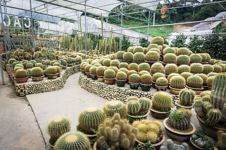 Exploring Cameron Highlands: Full-Day Markets, Tea Plantations & Waterfalls photo 4