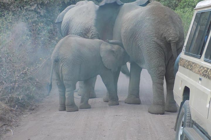 Private Tarangire Day Safari: Elephants, Tree‑Climbing Lions & Practical Game‑Drive Tips