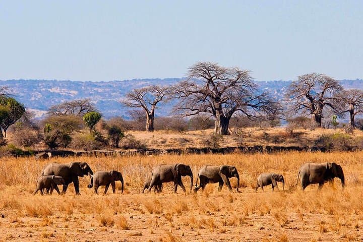 Private Tarangire Day Safari: Elephants, Tree‑Climbing Lions & Practical Game‑Drive Tips photo 2