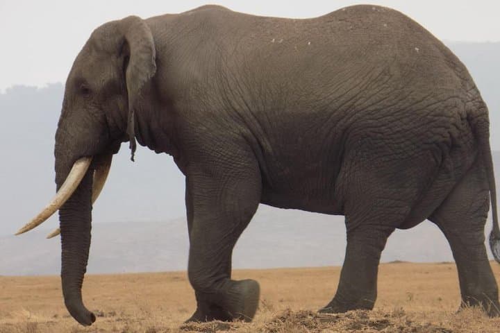 Private Tarangire Day Safari: Elephants, Tree‑Climbing Lions & Practical Game‑Drive Tips photo 3